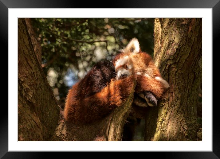 Red Panda Framed Mounted Print by Jay Lethbridge