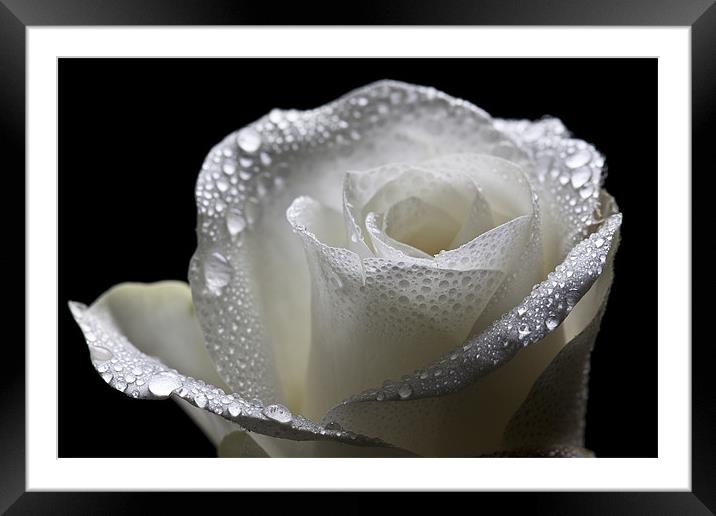 Wet White Rose Framed Mounted Print by Josh Kemp-Smith