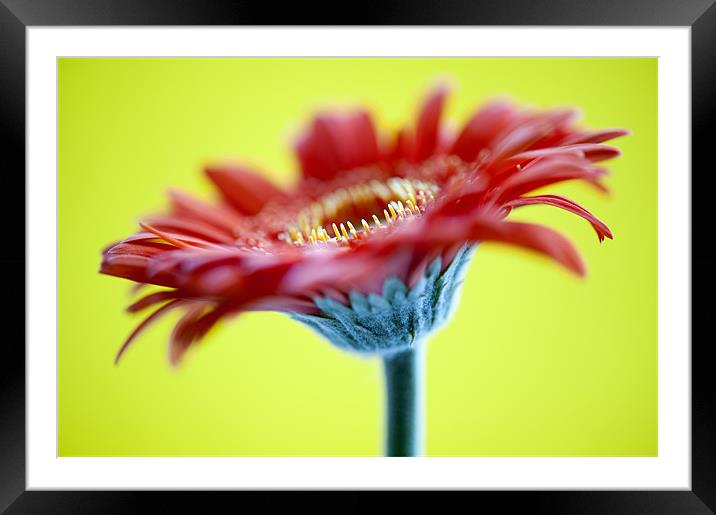 Red Flower On Yellow Framed Mounted Print by Josh Kemp-Smith