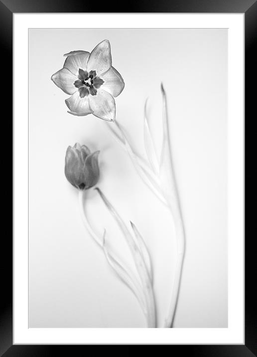 Elegant Monochrome Tulips Framed Mounted Print by Josh Kemp-Smith