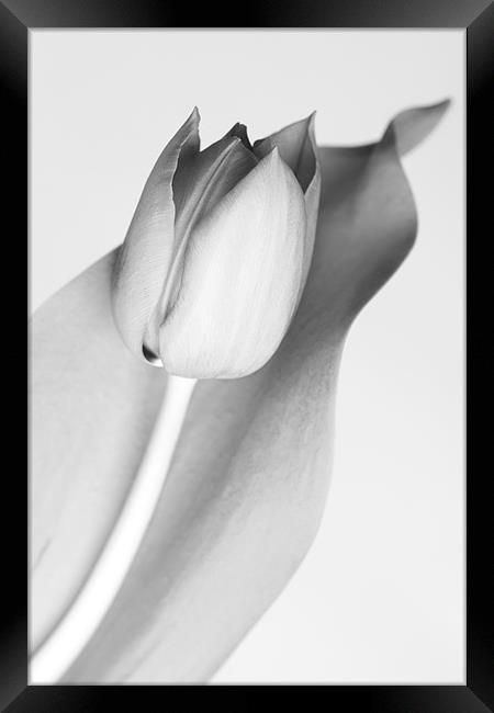 Simple Monochrome Tulip Framed Print by Josh Kemp-Smith