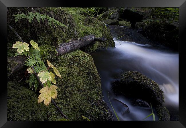 Leaves By The Stream Framed Print by Josh Kemp-Smith