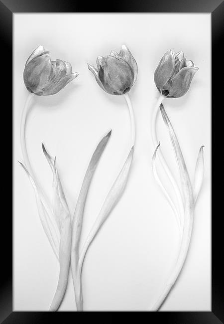 Monochrome Tulip Trio Framed Print by Josh Kemp-Smith
