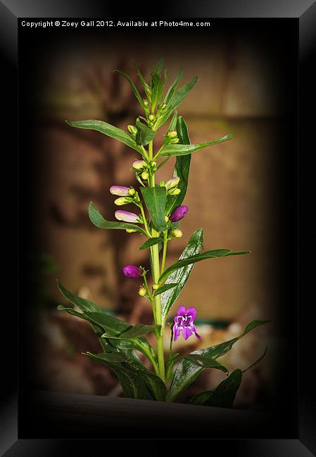 Purple Flower Shadow glow Framed Print by Zoey Gall