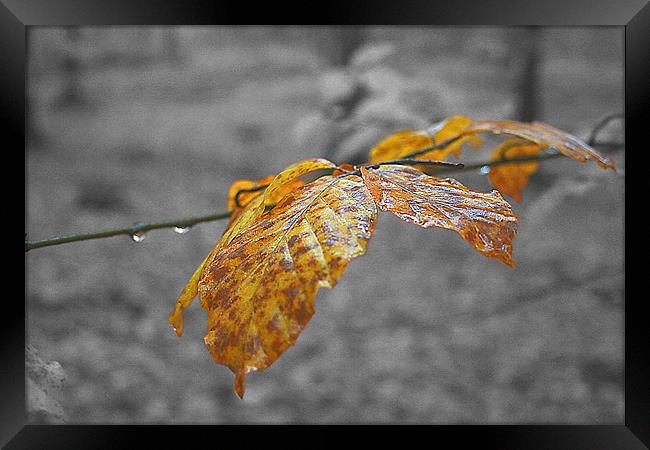 Autumn Leaf Framed Print by mike fox