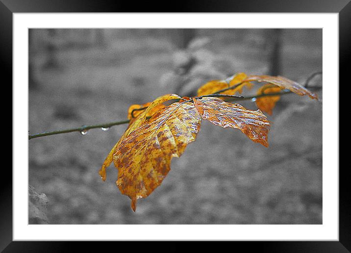 Autumn Leaf Framed Mounted Print by mike fox