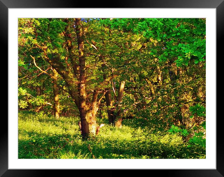 bright tree's in forest Framed Mounted Print by olivia allan