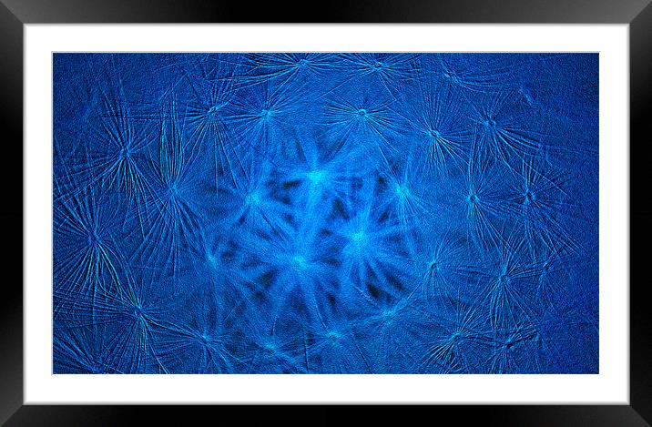 Dandelion Macro Framed Mounted Print by peter campbell
