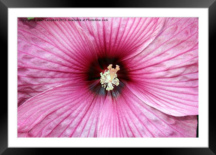 Flower Framed Mounted Print by peter campbell