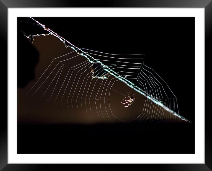 Spider Web Framed Mounted Print by peter campbell