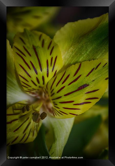 Macro , flower Framed Print by peter campbell