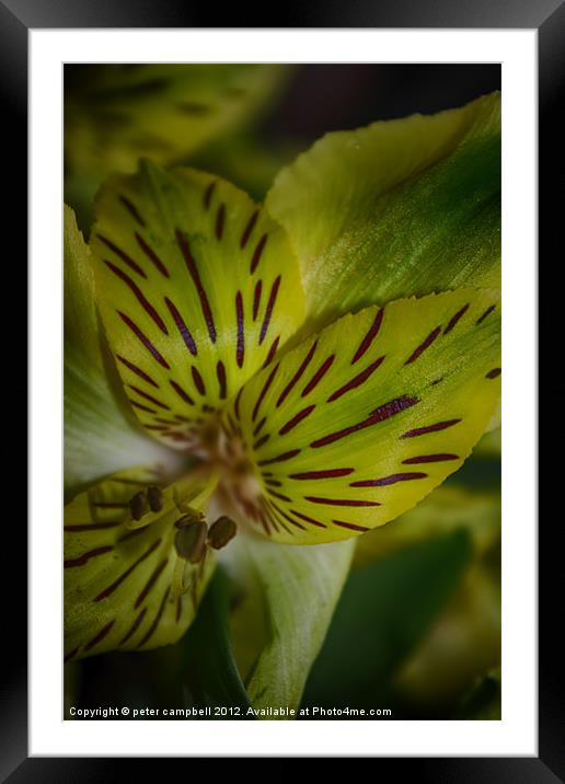 Macro , flower Framed Mounted Print by peter campbell