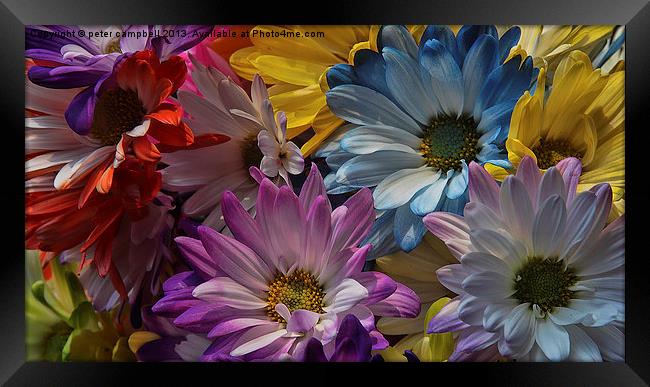 Colorful Flower Framed Print by peter campbell