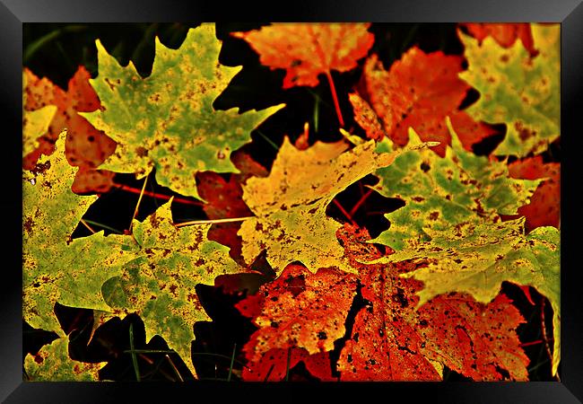 Fall Framed Print by peter campbell