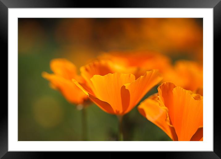 California Poppies Framed Mounted Print by Nicholas Burningham