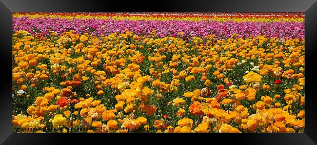 Red, yellow, pink and orange flower fields - Giant Framed Print by Nicholas Burningham