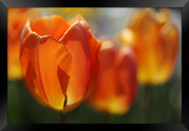 Burning Orange Tulips in Spring Framed Print by Nicholas Burningham