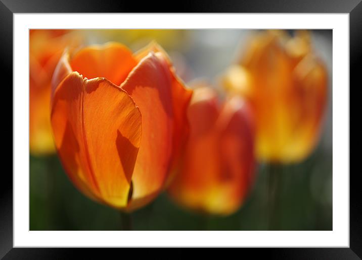 Burning Orange Tulips in Spring Framed Mounted Print by Nicholas Burningham