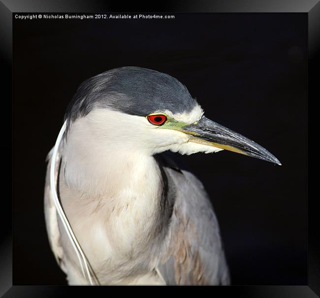 Black-crowned Night-Heron - Nycticorax nycticorax Framed Print by Nicholas Burningham