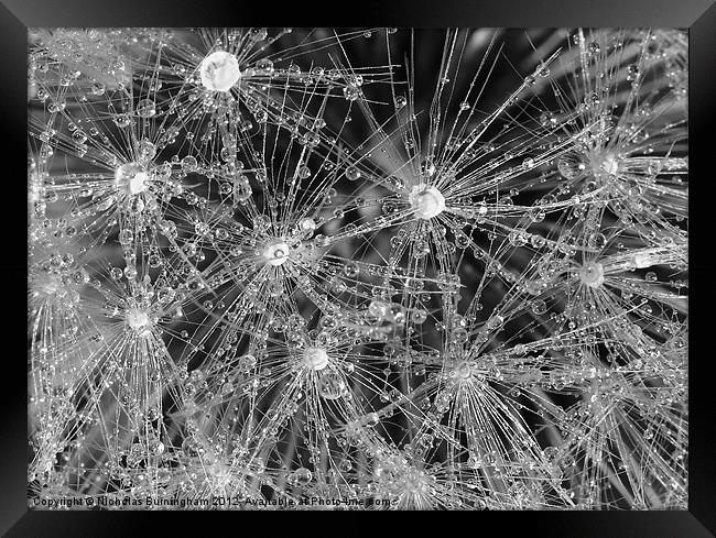 Wet dandelion Framed Print by Nicholas Burningham