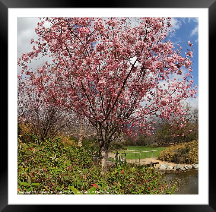 Cherry blossoms in a park Framed Mounted Print by Nicholas Burningham