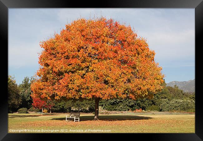 Colourful Tree with Fall colored foliage Framed Print by Nicholas Burningham