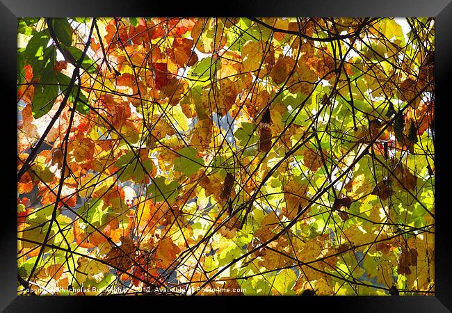 Backlit Fall Leaves Framed Print by Nicholas Burningham