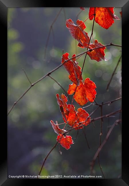 Fall leaves Framed Print by Nicholas Burningham