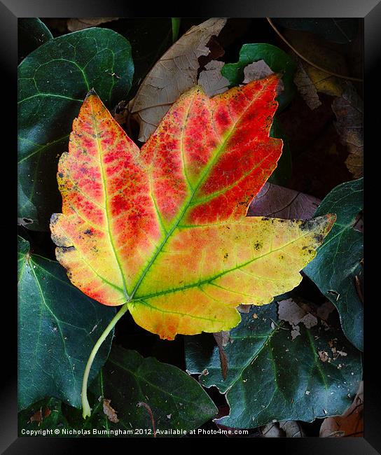 Fall leaves Framed Print by Nicholas Burningham