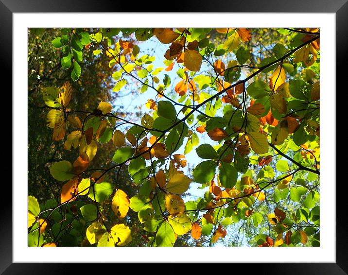Autumn Colours Framed Mounted Print by Anthony Palmer-Greene