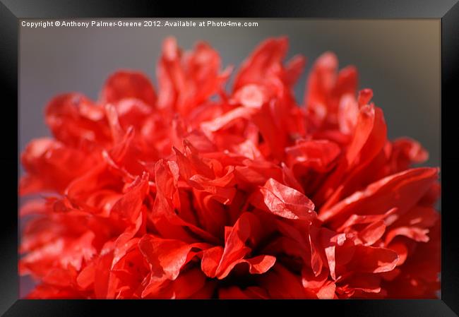 Red Poppy Framed Print by Anthony Palmer-Greene