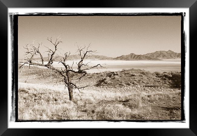 Namibian Trees 3 Framed Print by Alan Bishop