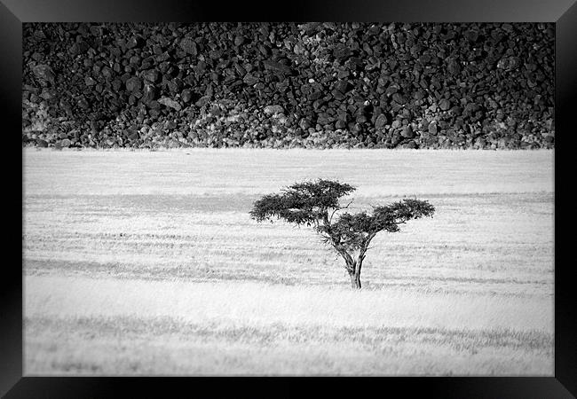 Namibian Trees 7 B&W Framed Print by Alan Bishop