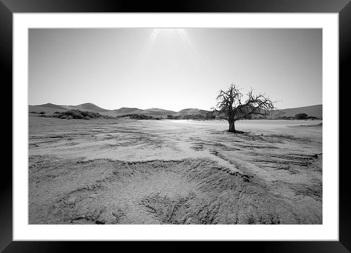 Namibian Trees 6 B&W Framed Mounted Print by Alan Bishop