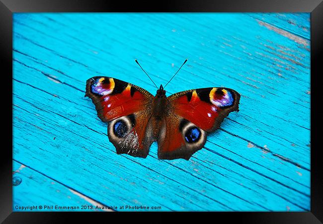 Butterfly Blue Framed Print by Phil Emmerson