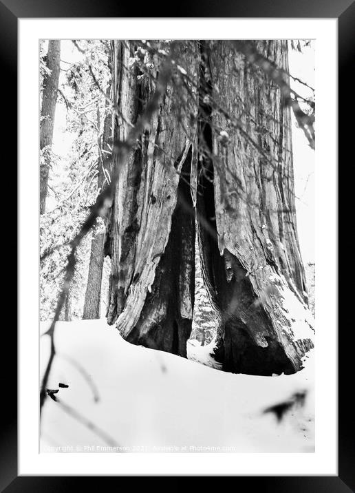 Giant Redwood Tunnel Framed Mounted Print by Phil Emmerson