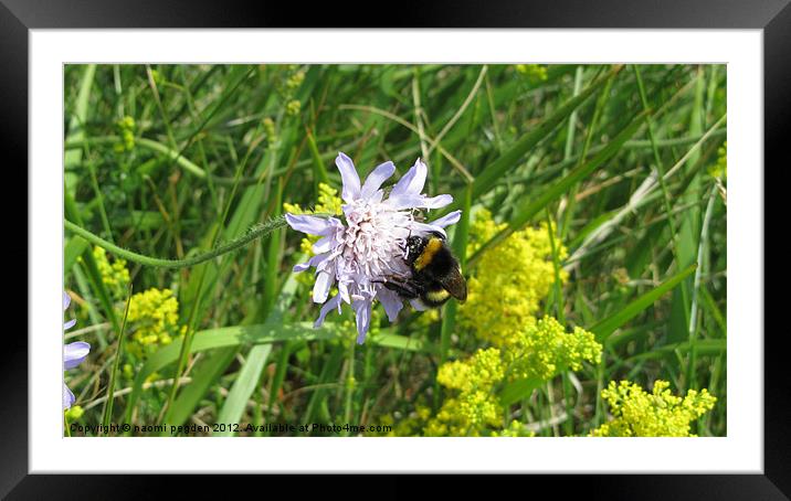 Hard At Work Framed Mounted Print by N C Photography