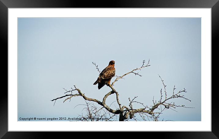 Watchful Eyes Framed Mounted Print by N C Photography