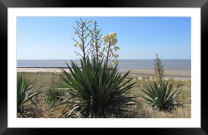 Atlantic wall flower Framed Mounted Print by N C Photography