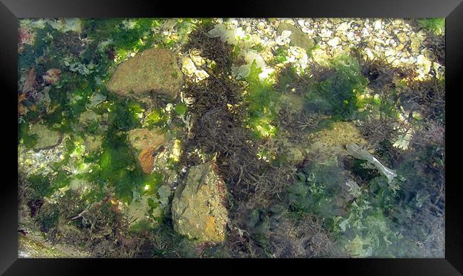 Rock Pool Greenery Framed Print by N C Photography