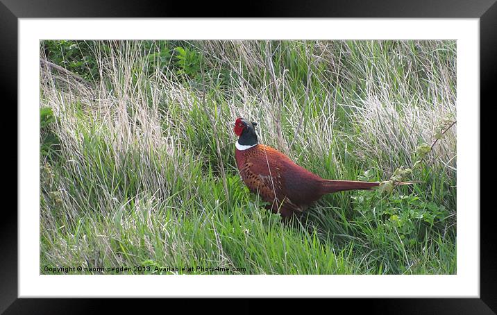 In the Grass Framed Mounted Print by N C Photography