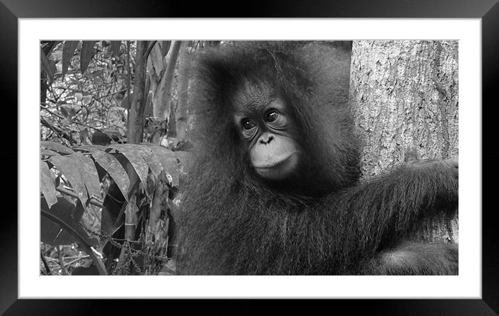 Orangutan in Borneo Framed Mounted Print by Nicola Wood