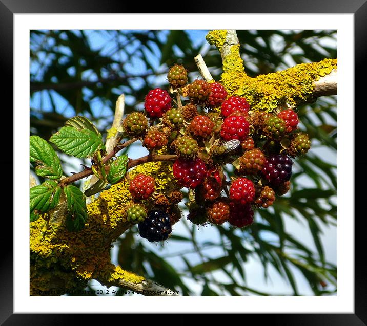 cluster of blackberries Framed Mounted Print by Paula Palmer canvas