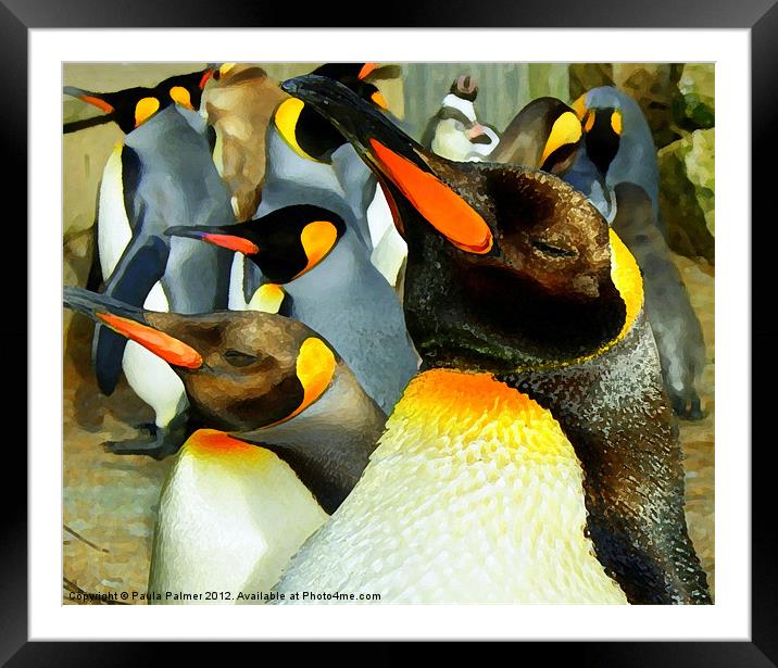 King Penguin  Framed Mounted Print by Paula Palmer canvas