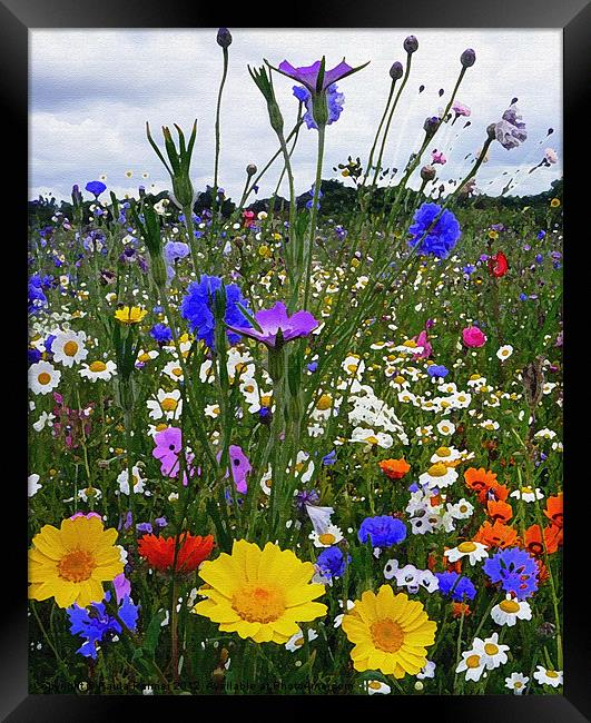 Wildflower meadow with various "arty" filter effec Framed Print by Paula Palmer canvas