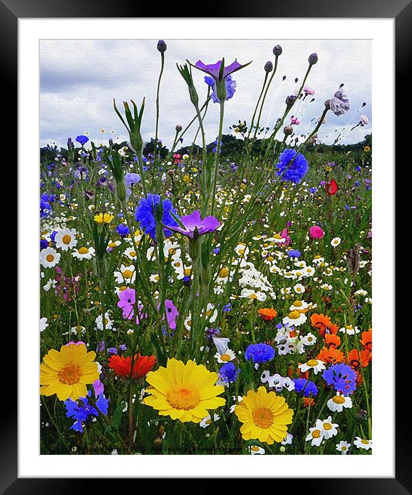 Wildflower meadow with various "arty" filter effec Framed Mounted Print by Paula Palmer canvas