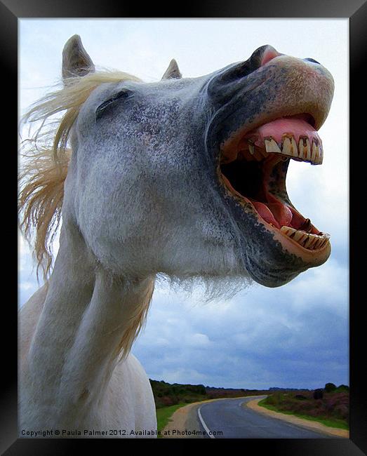 A laughing,white horse Framed Print by Paula Palmer canvas