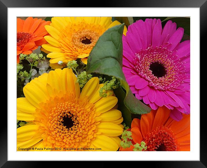 Bouquet of gerberas! Framed Mounted Print by Paula Palmer canvas