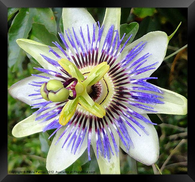 Arty Passion flower Framed Print by Paula Palmer canvas
