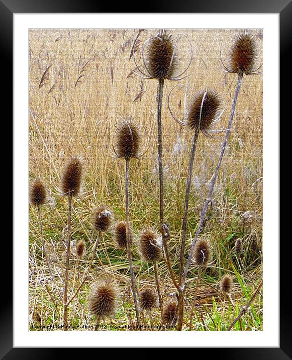 Teasels and bulrushes Framed Mounted Print by Paula Palmer canvas